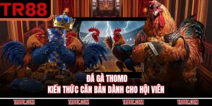 Đá Gà Thomo - Kiến Thức Căn Bản Dành Cho Hội Viên